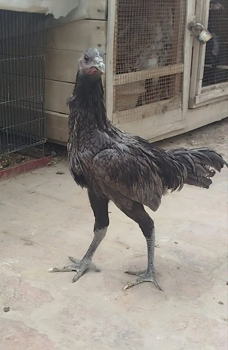 Thai birds — photo 3