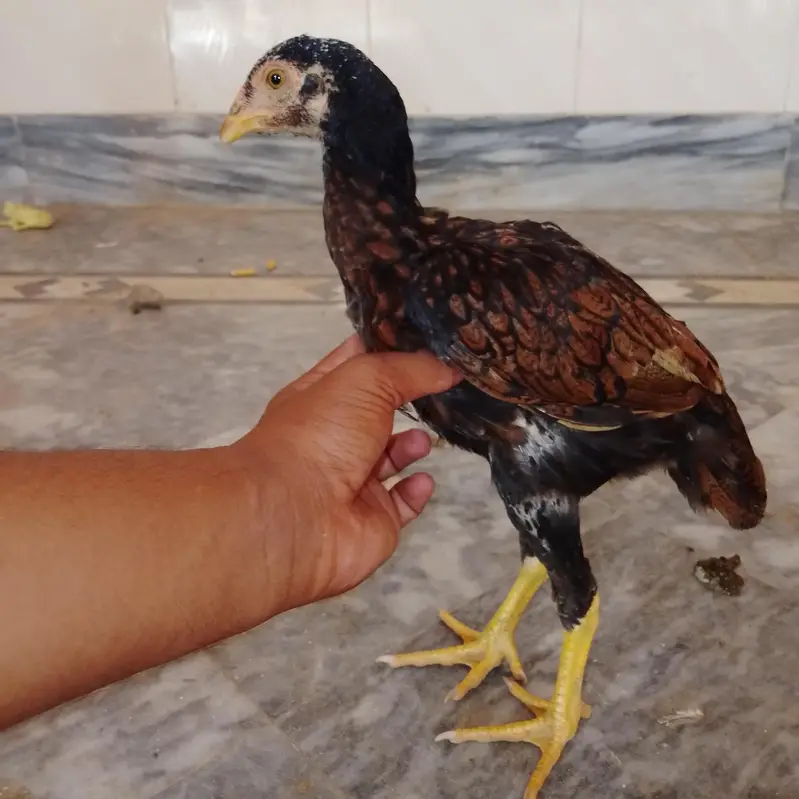 aseel kakur #aseel hen#aseel kides — photo 3