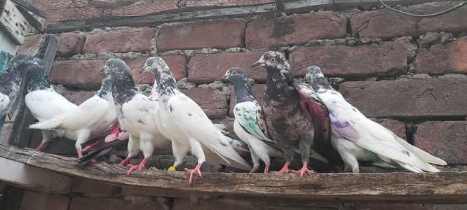 Parvazi young pathiya pathy for sale.