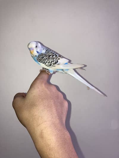 Hand tame pied budgie