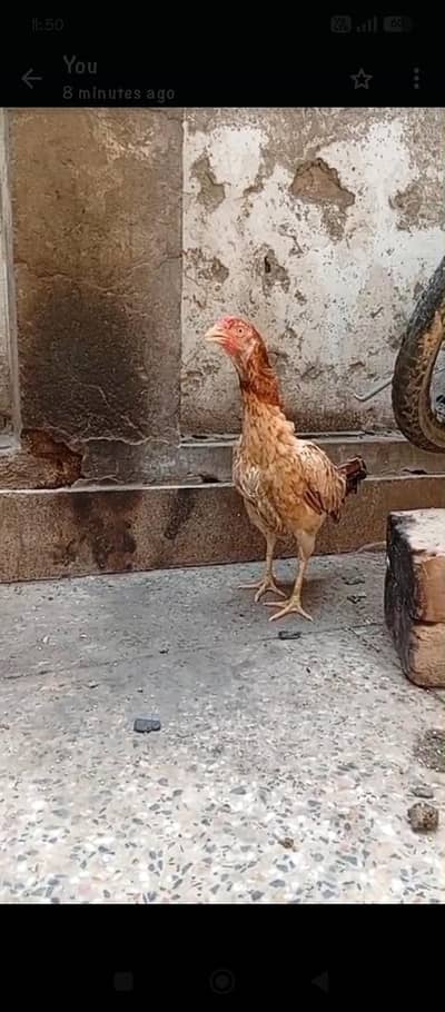 Amroha mianwali Cross Hen 03064365643