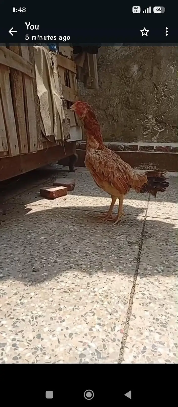 Amroha mianwali Cross Hen 03064365643 — photo 2