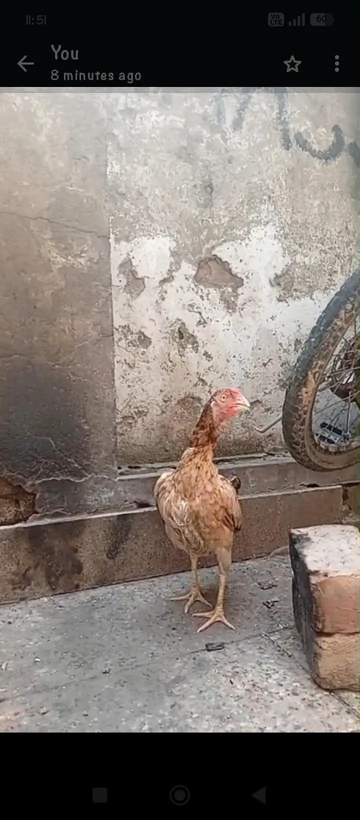 Amroha mianwali Cross Hen 03064365643 — photo 3