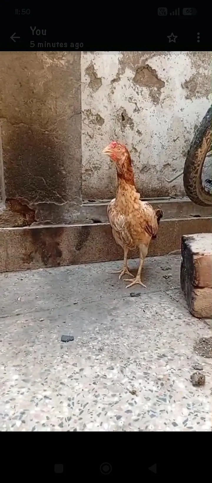 Amroha mianwali Cross Hen 03064365643 — photo 4