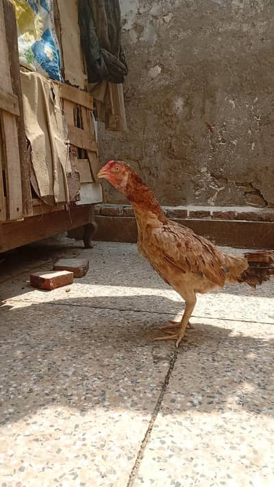 Amroha mianwali Cross Hen 03064365643