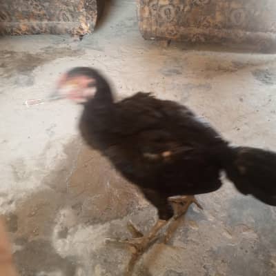 3 aseel pathy for sell