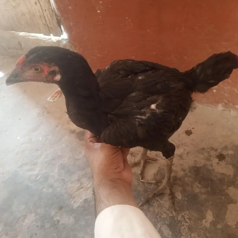 3 aseel pathy for sell — photo 2