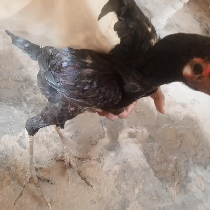 3 aseel pathy for sell — photo 3
