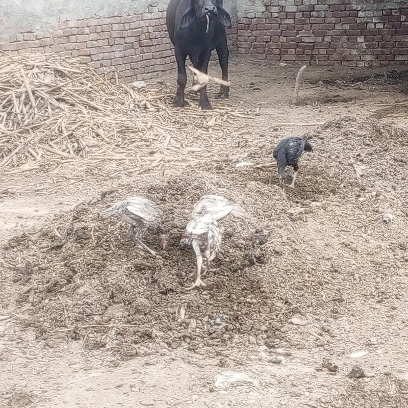 3 aseel pathy for sell — photo 4