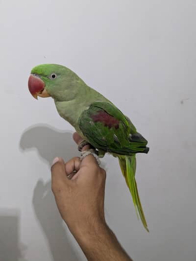 parrot for sale