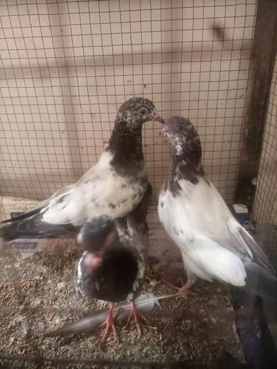 Golden Pigeon For sale