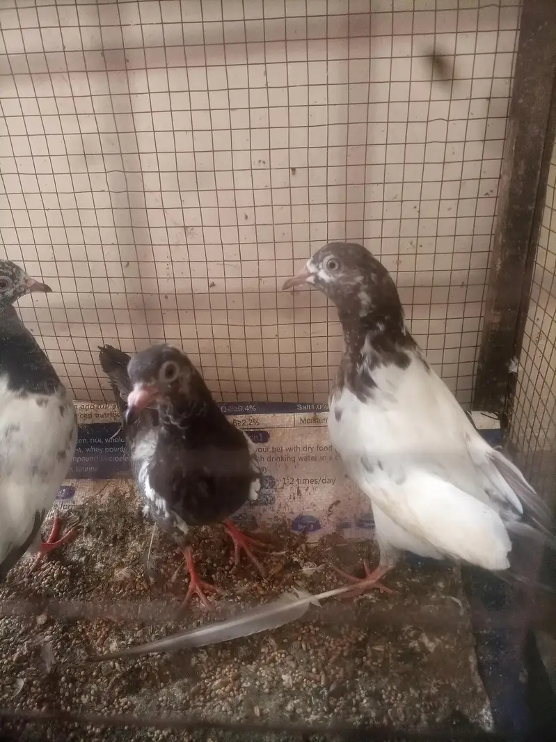Golden Pigeon For sale — photo 2