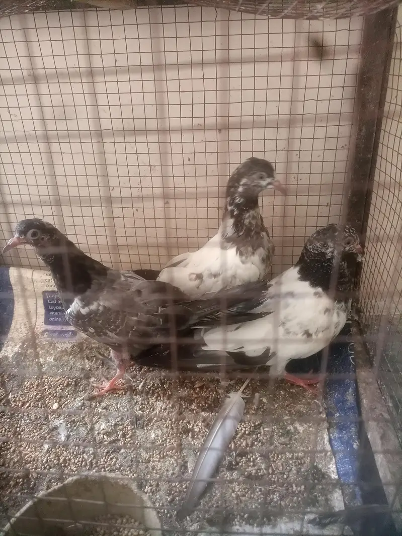 Golden Pigeon For sale — photo 3