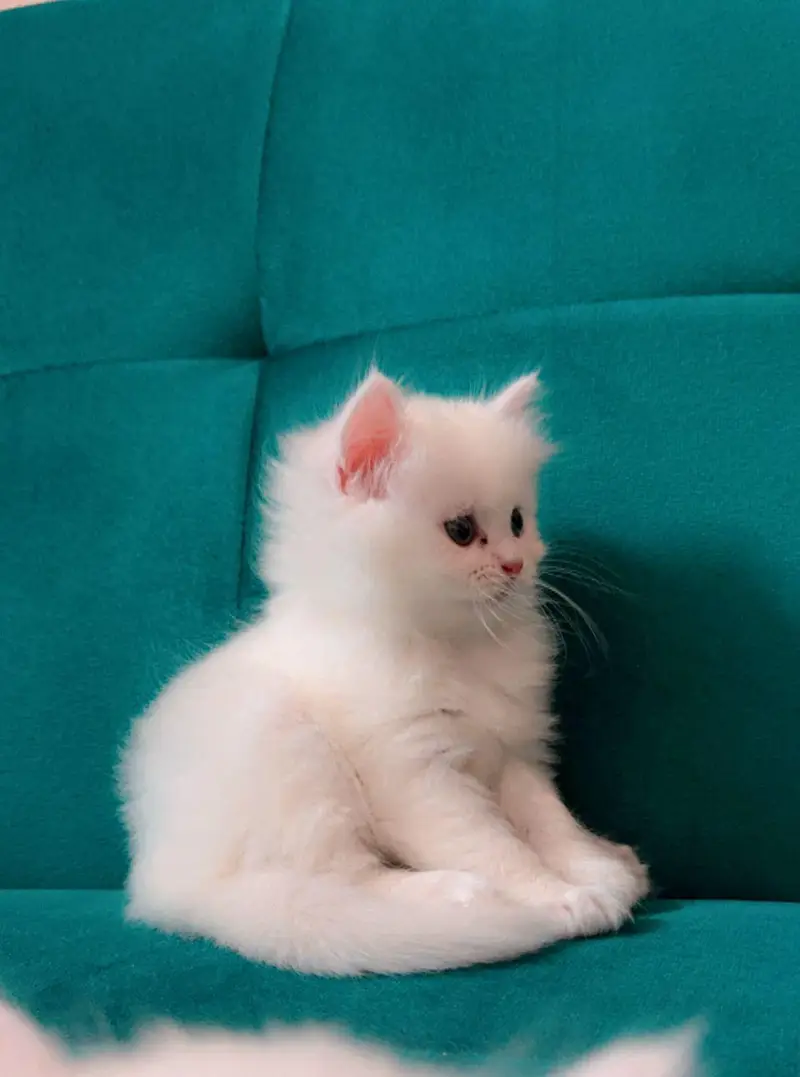 Persian cat and kitten available WhatsAp o34o143oo37 — photo 3