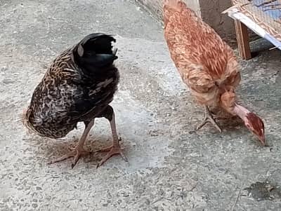 Beautiful Pair , Up for new home at reasonable price . .