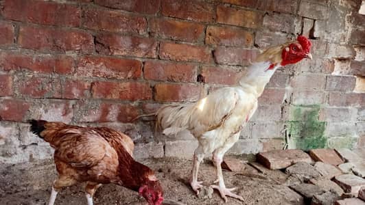 Heera Aseel murga Healthy and Active