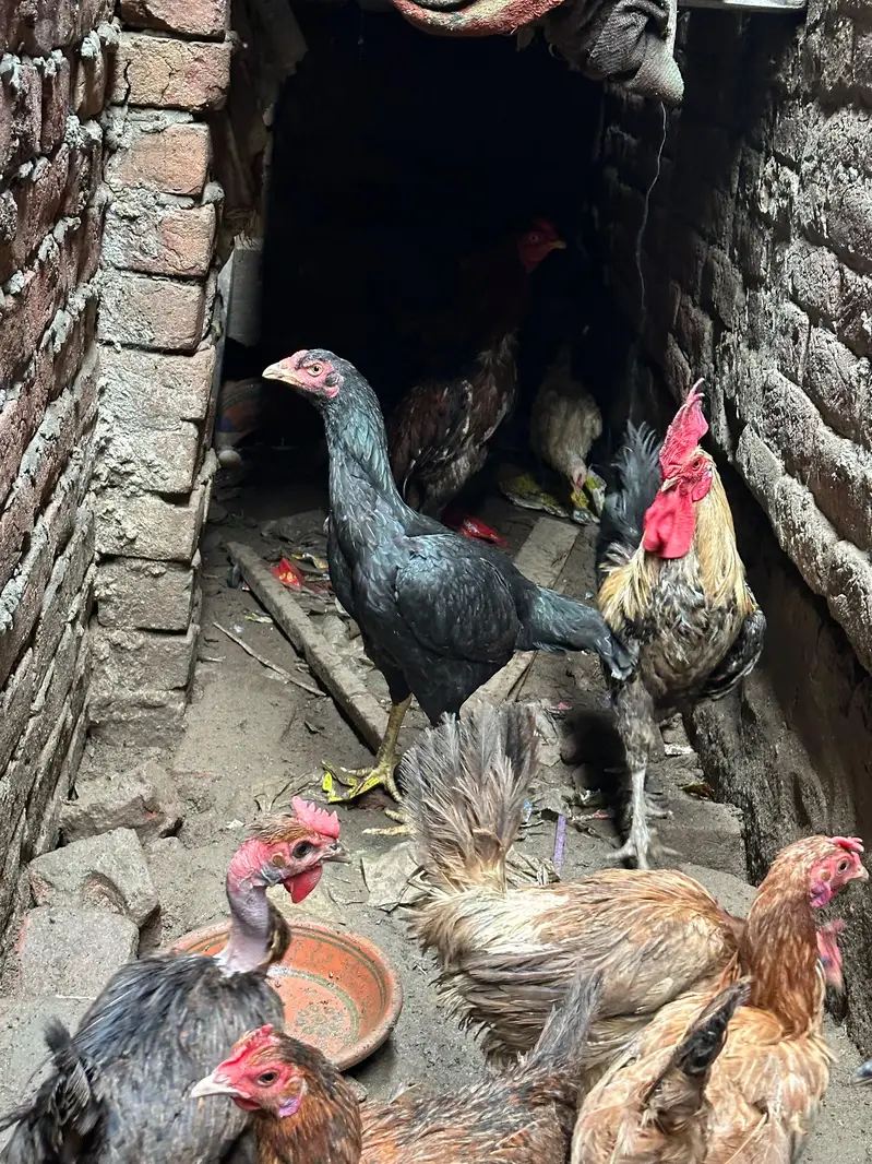 aseel and misri golden 2 aseel 9 Desi — photo 9