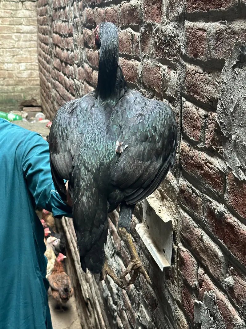aseel and misri golden 2 aseel 9 Desi — photo 12