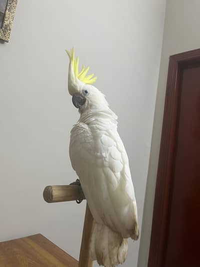 Greater Tritron Hybrid Cockatoo