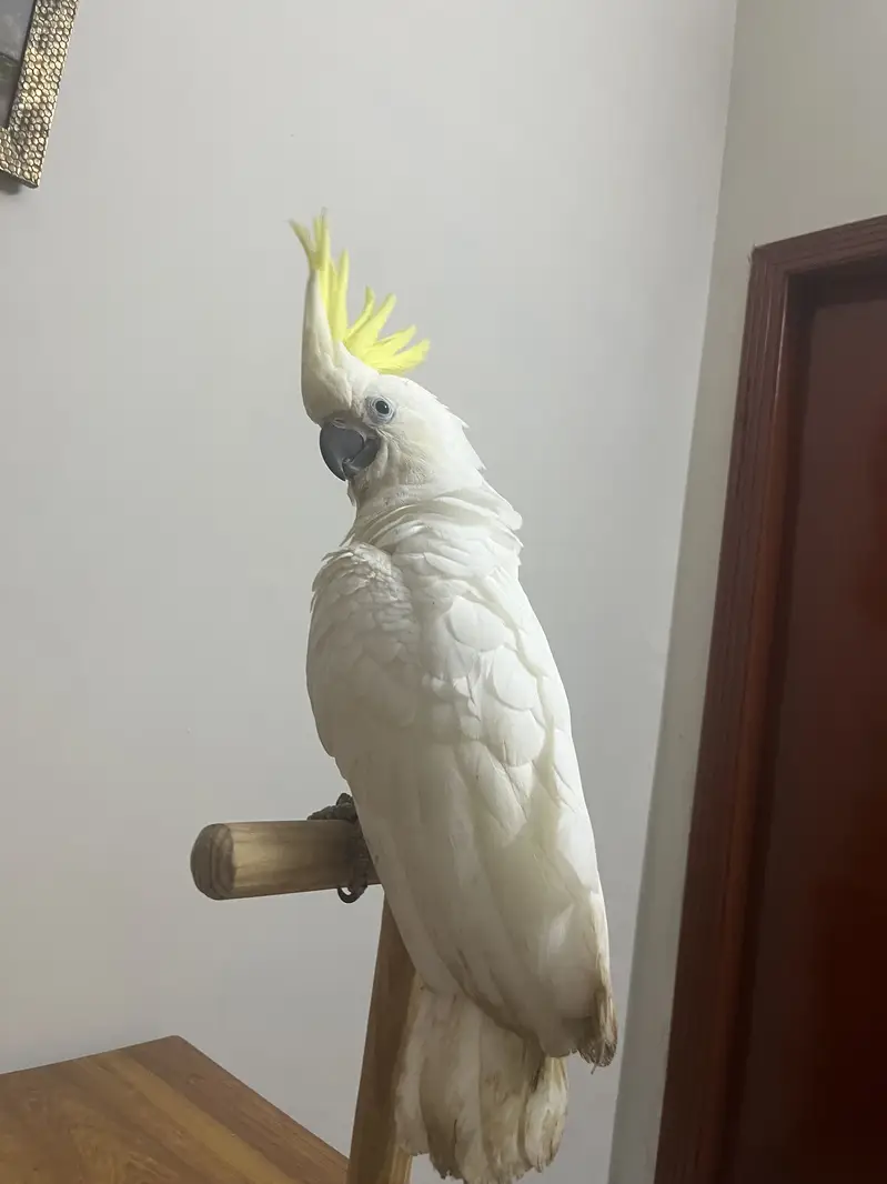 Greater Tritron Hybrid Cockatoo — photo 2