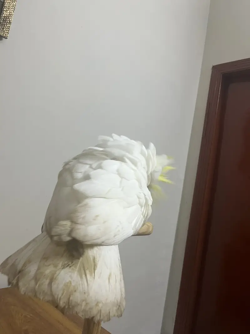 Greater Tritron Hybrid Cockatoo — photo 3