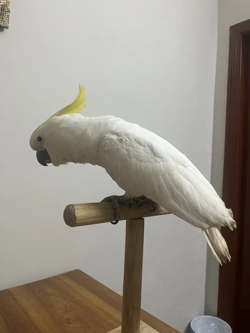 Greater Tritron Hybrid Cockatoo — photo 4