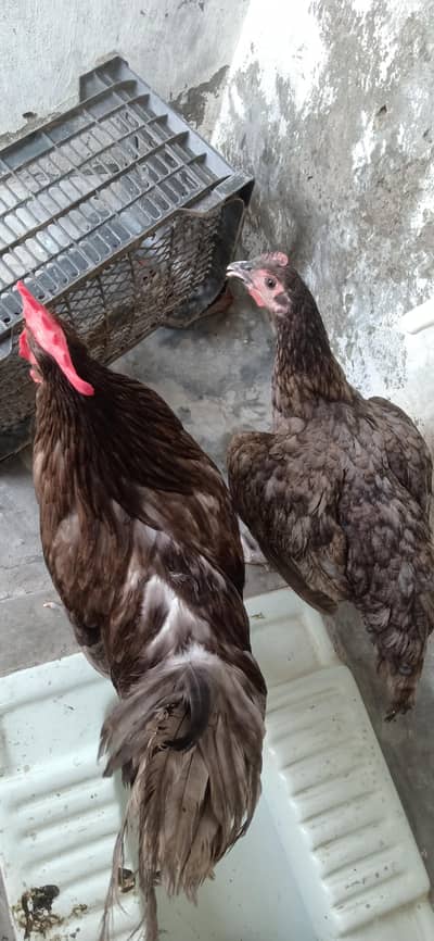 Gray Australorp full breeder Mobile number 03022405455