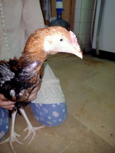Aseel miawali original breed(male)