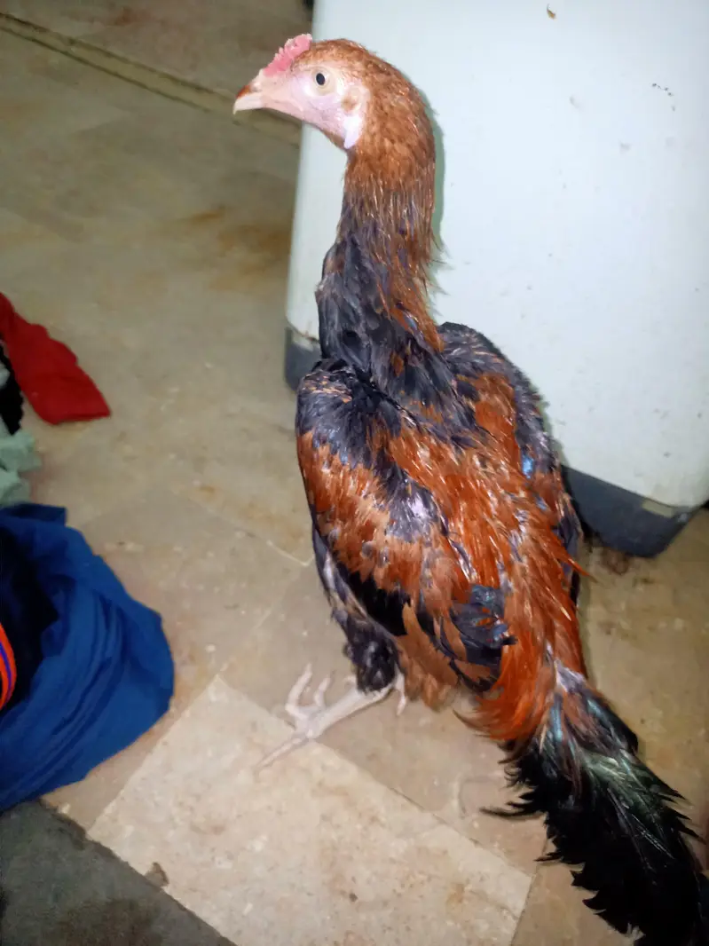 Aseel miawali original breed(male) — photo 2