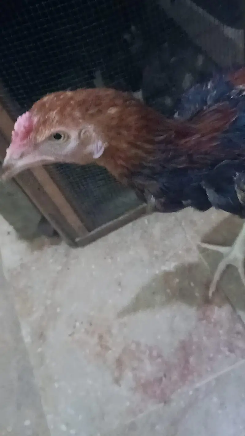 Aseel miawali original breed(male) — photo 3