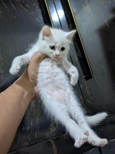 tripple coated Persian kitten cat male female punch face ,doll face