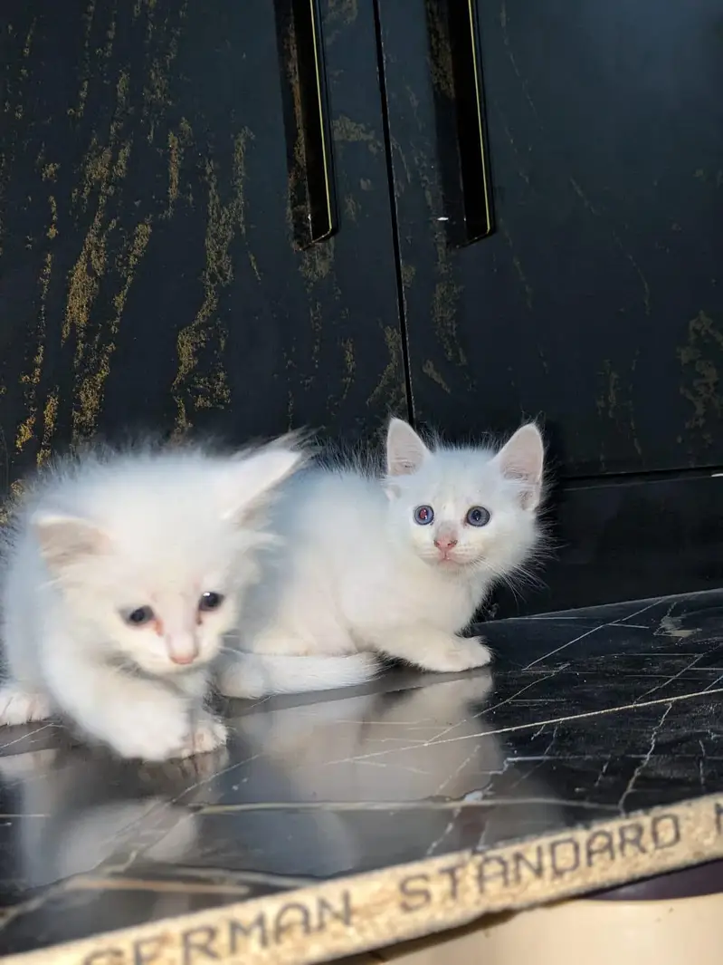 tripple coated Persian kitten cat male female punch face ,doll face — photo 3