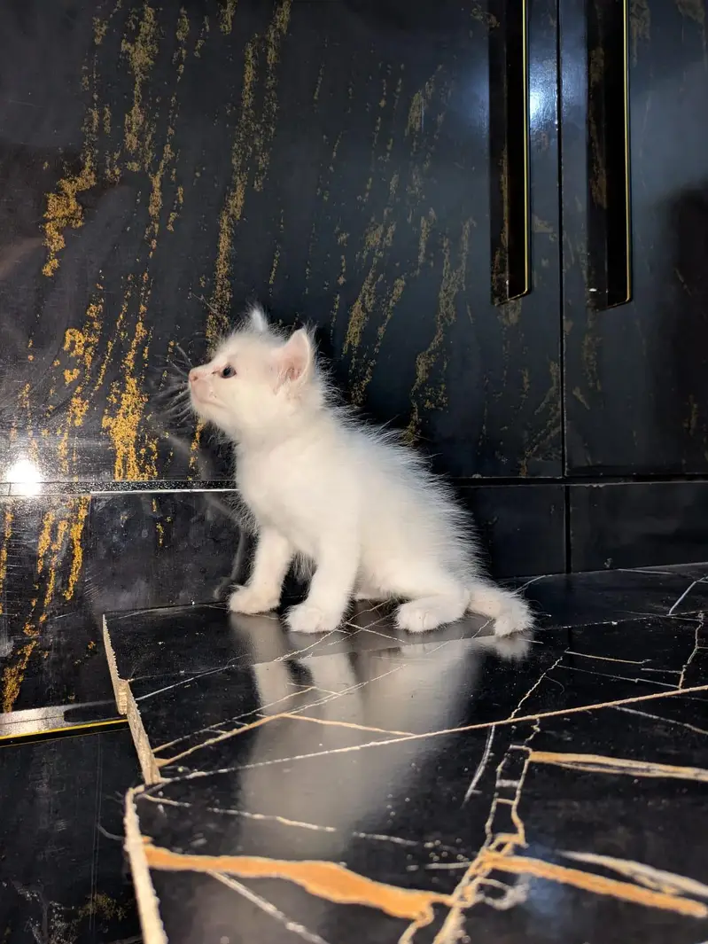 tripple coated Persian kitten cat male female punch face ,doll face — photo 5