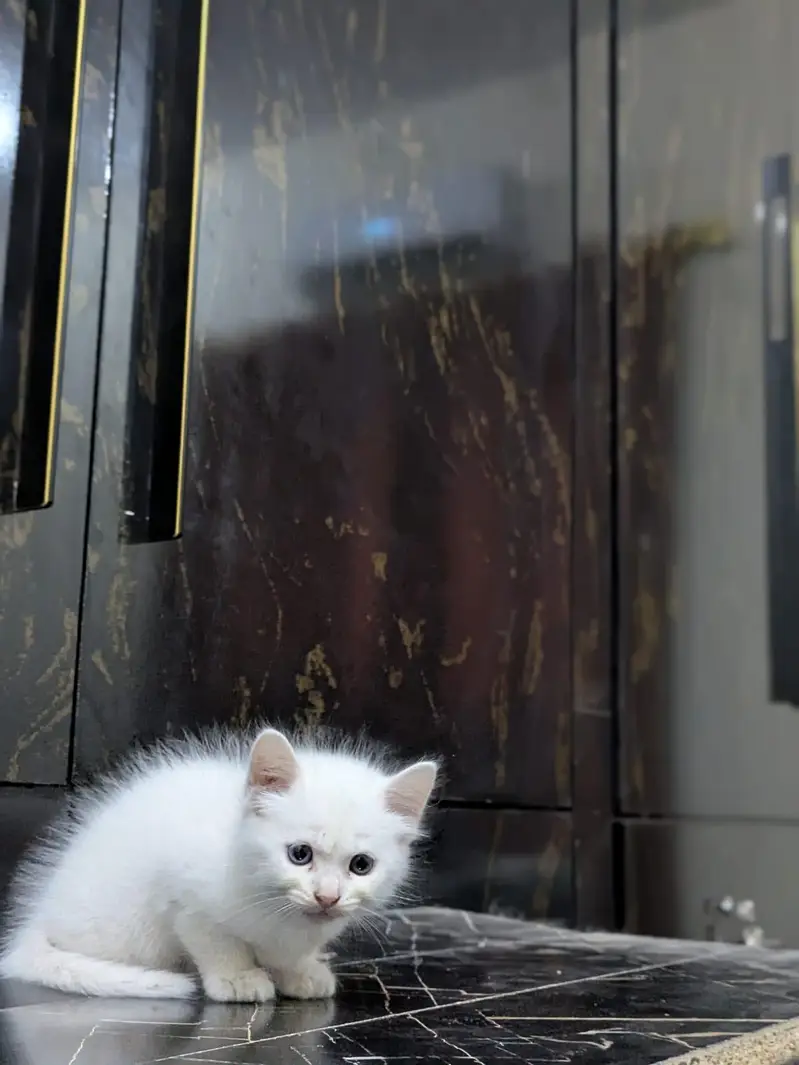 tripple coated Persian kitten cat male female punch face ,doll face — photo 6