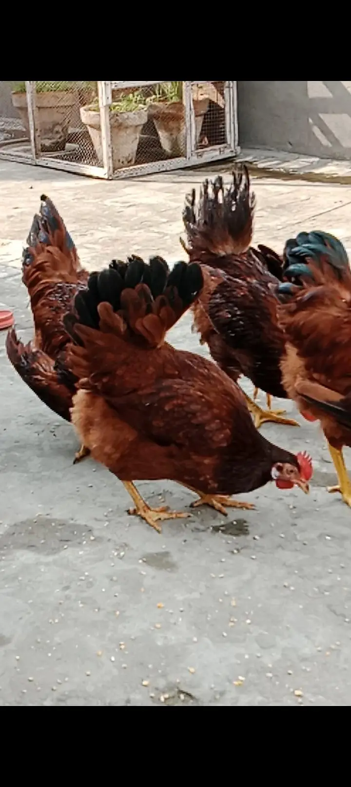  pure RIR at ( Home) 7 months old Hen Sale — photo 2