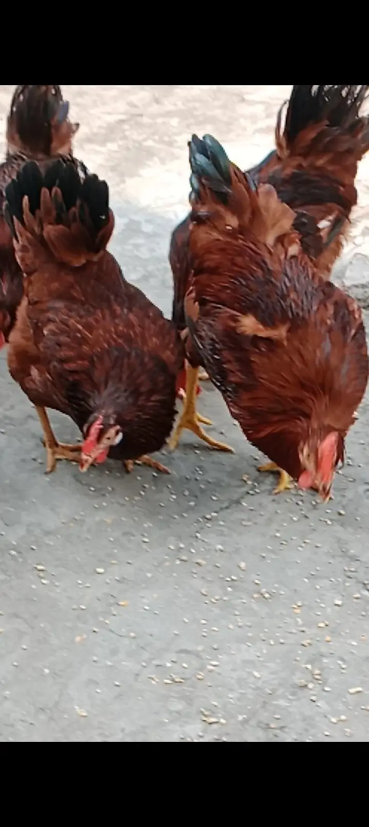  pure RIR at ( Home) 7 months old Hen Sale — photo 3