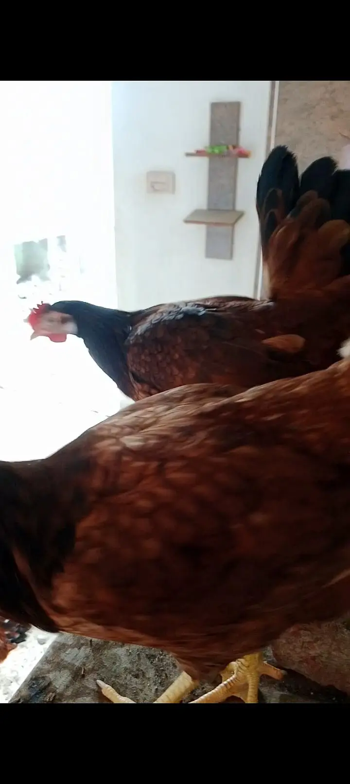  pure RIR at ( Home) 7 months old Hen Sale — photo 4
