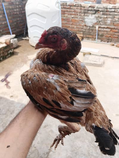 hens fore sale