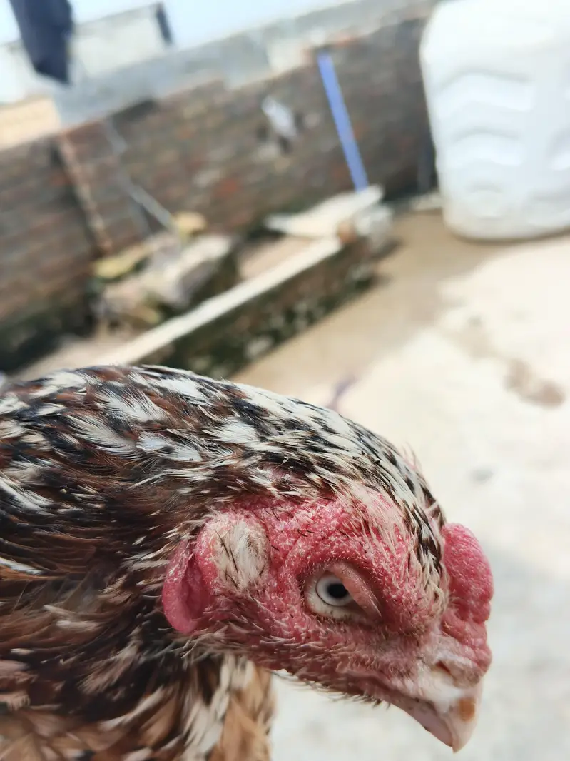 hens fore sale — photo 2