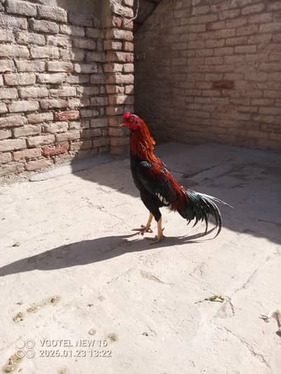 Sindh aseel jageer murga