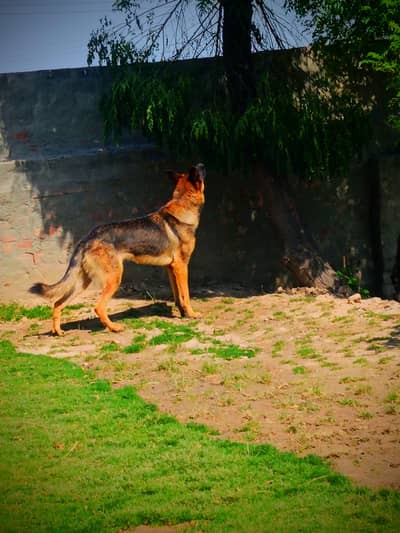 German shepherd for urgent sale