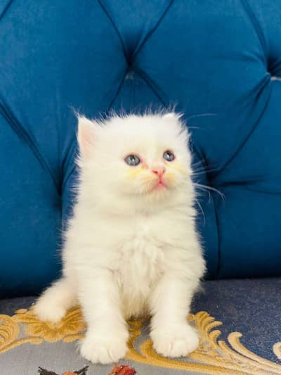 Persian cat and kitten available WhatsAp o34o143oo37