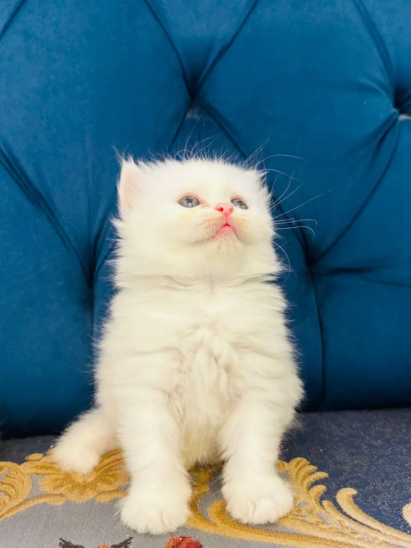 Persian cat and kitten available WhatsAp o34o143oo37 — photo 2