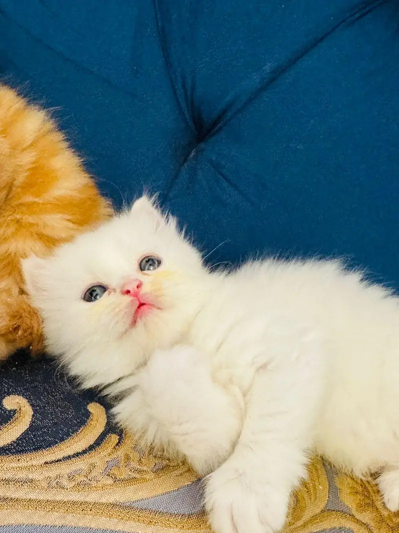 Persian cat and kitten available WhatsAp o34o143oo37 — photo 3
