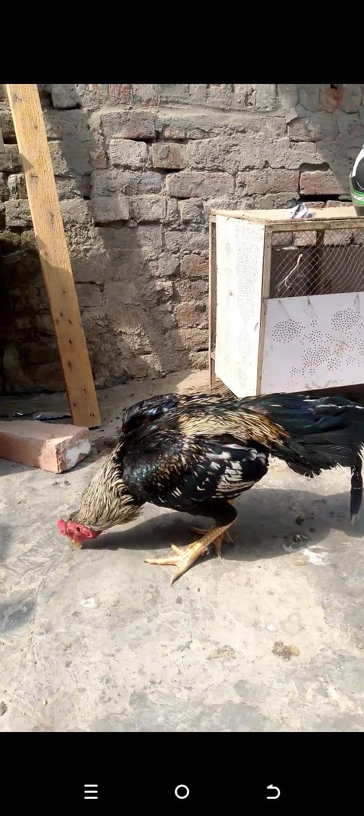 Aseel Murga 1