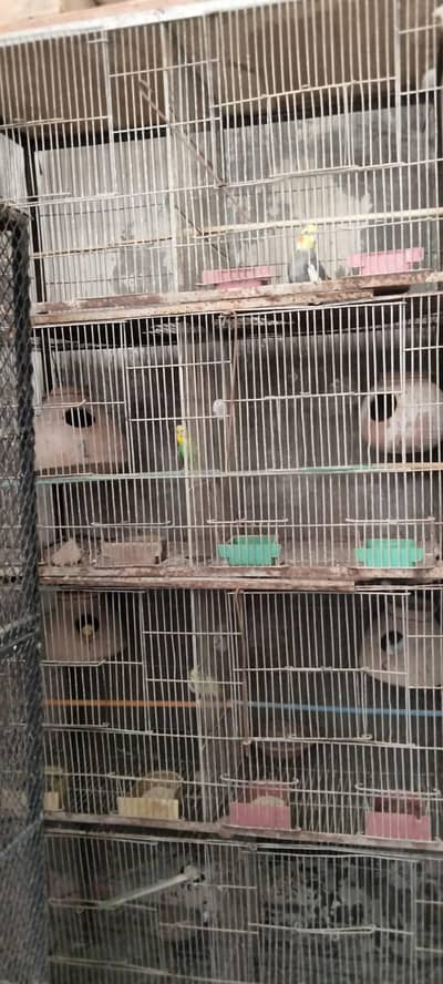 parrot cage