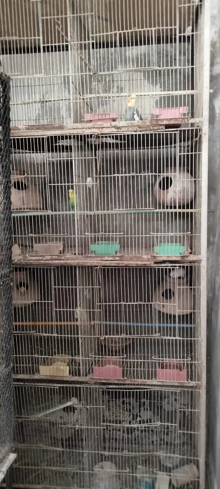 parrot cage — photo 2