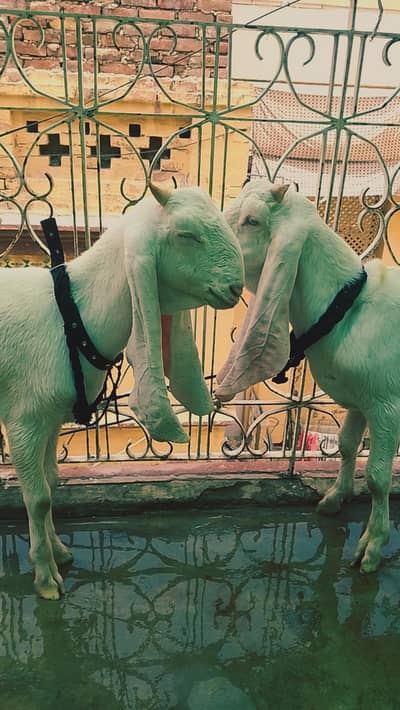 Beautiful 4Months Old  kamori Bakre for Sale – Active and Healthy