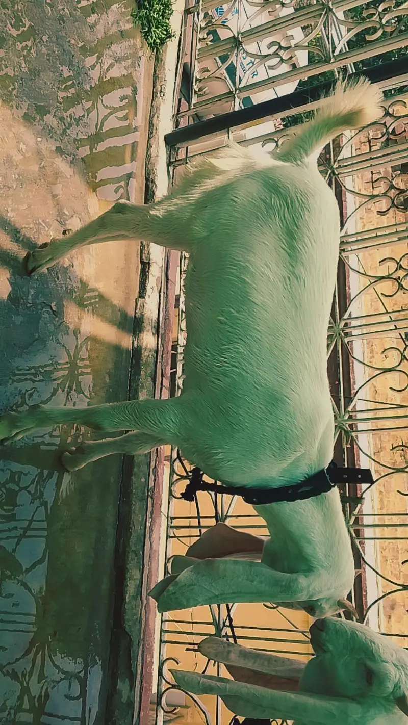 kamori bakre goat/ bakre — photo 3