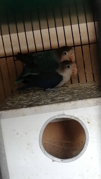 love birds for sale